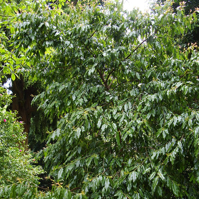 Huodendron biaristatum (Plant habit)