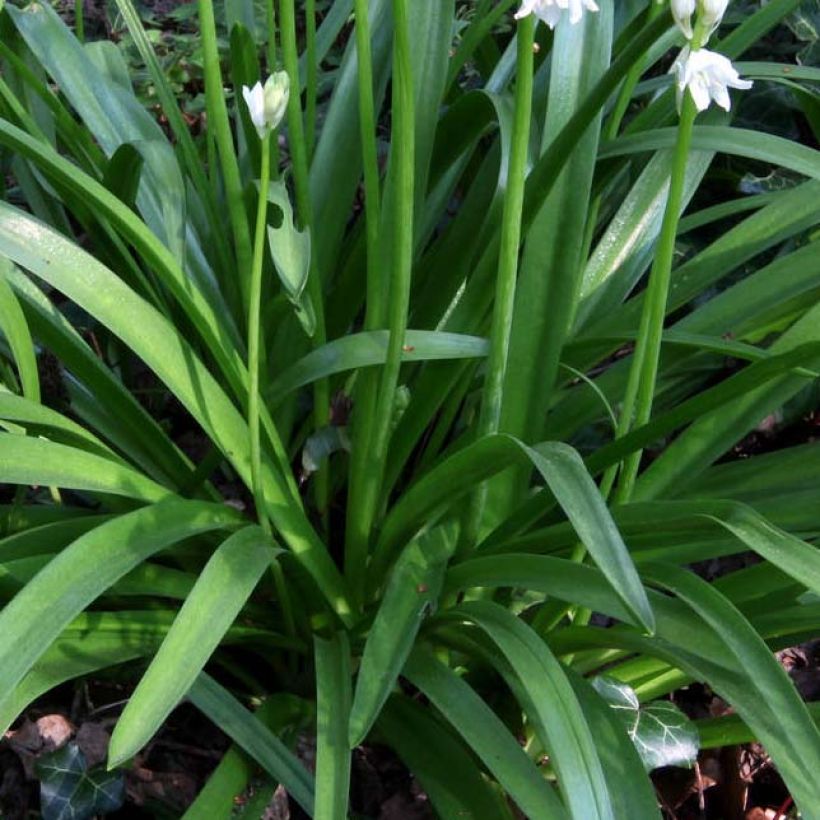 Hyacinthoides non-scripta Alba (Foliage)