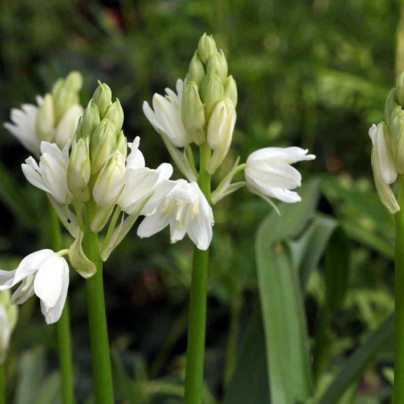 Hyacinthoides non-scripta Alba (Flowering)