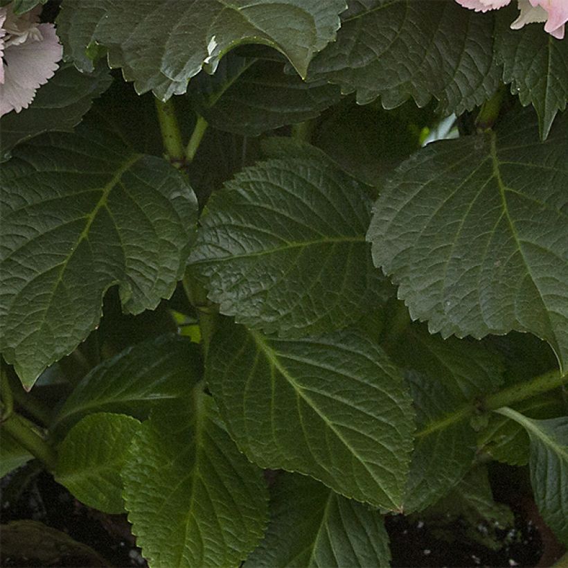 Hydrangea macrophylla Pearl (Foliage)