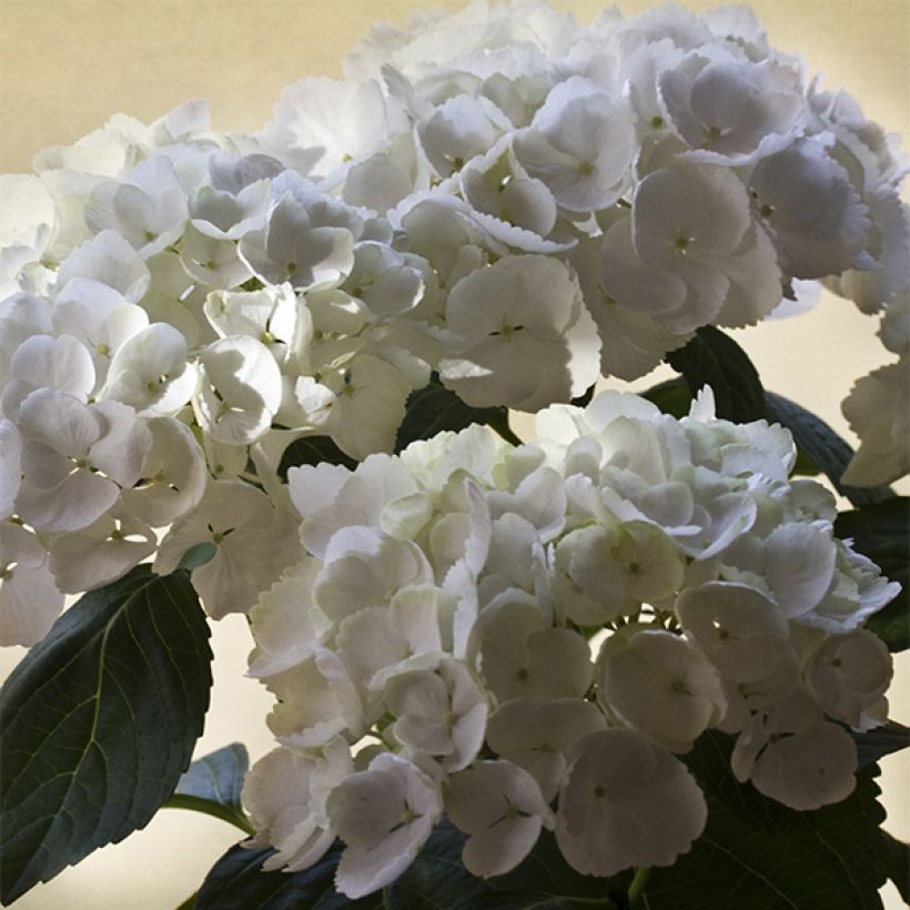 Hydrangea macrophylla Pearl (Flowering)