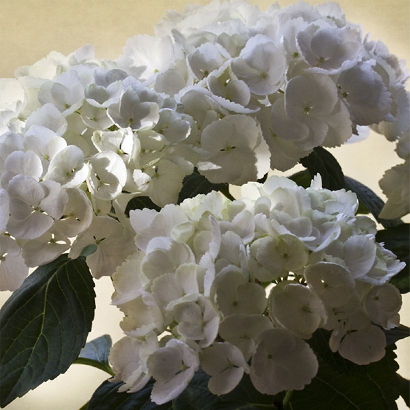 Hydrangea macrophylla Pearl (Flowering)