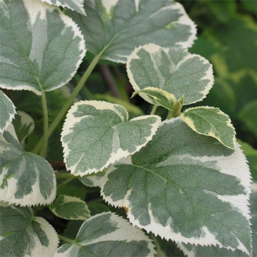 Hydrangea petiolaris Silver Lining- Climbing Hydrangea (Foliage)