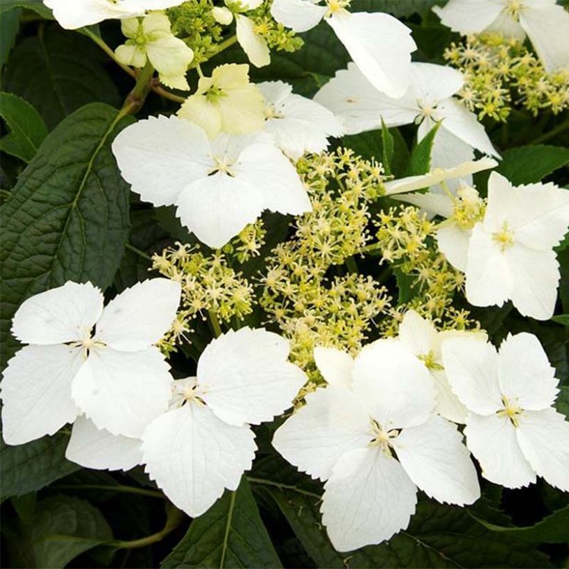 Hydrangea angustipetala Golden Crane (Flowering)