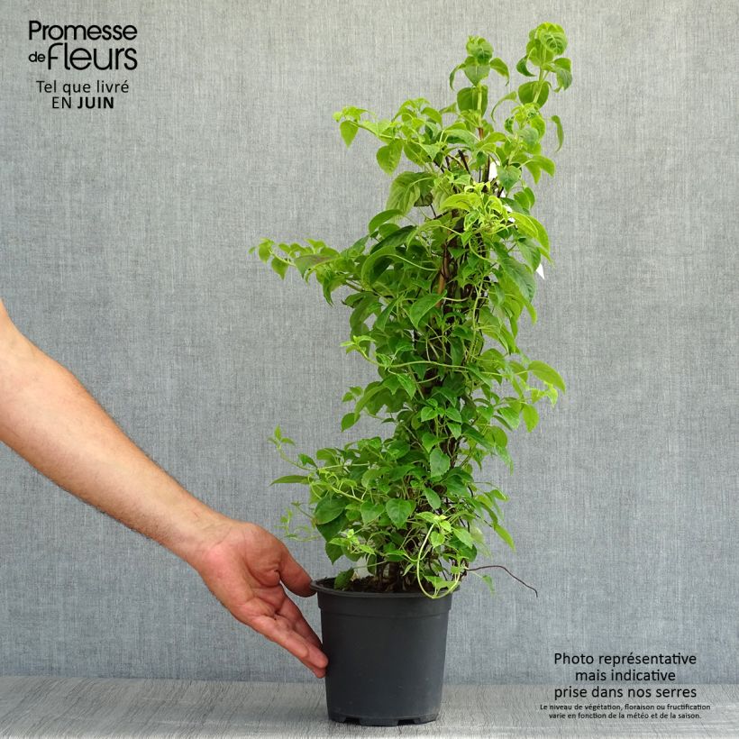 Hydrangea anomala Crug Coral- Climbing Hydrangea 2L/3L pot sample as delivered in summer