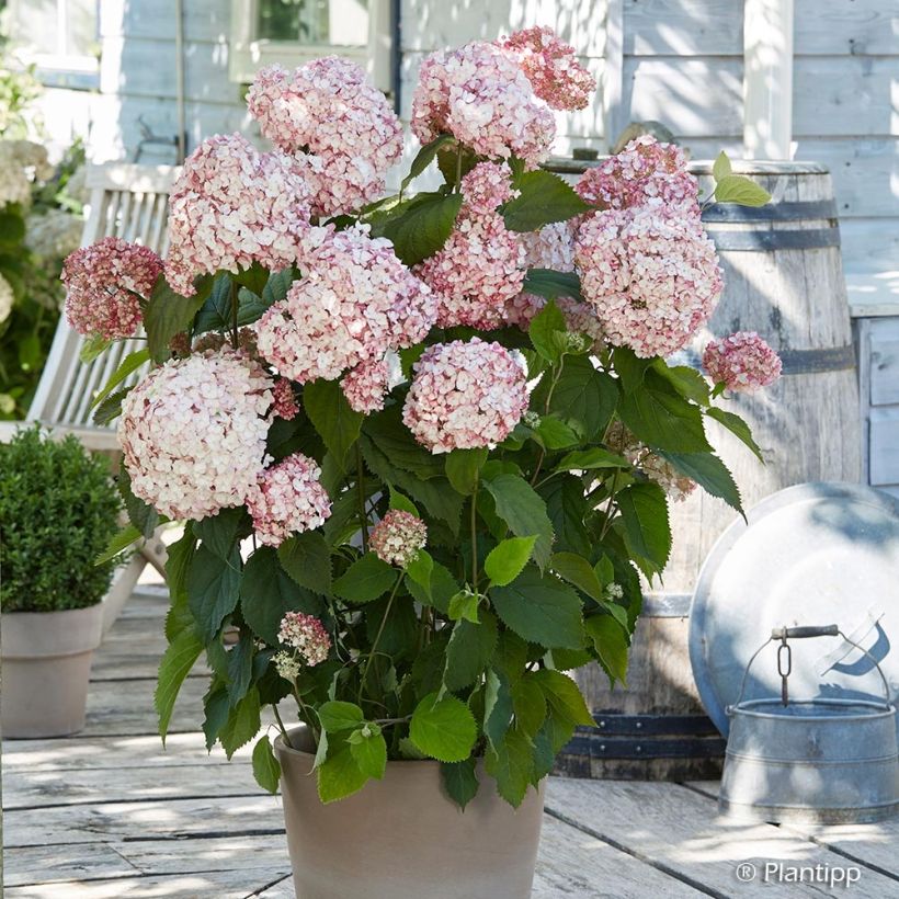 Hydrangea arborescens Candybelle Bubblegum (Plant habit)