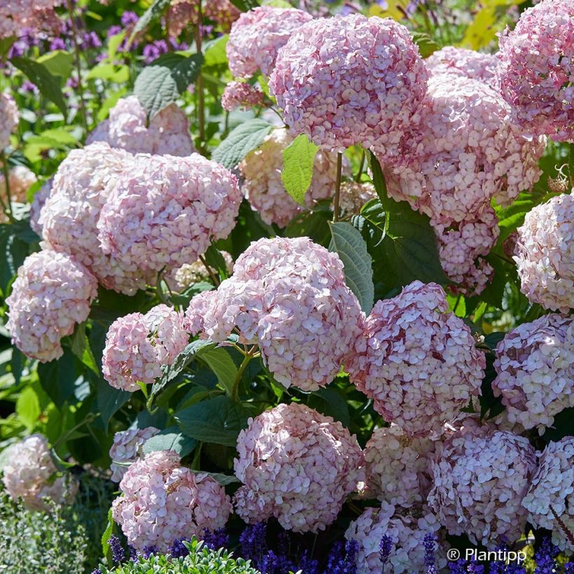 Hydrangea arborescens Candybelle Bubblegum (Flowering)