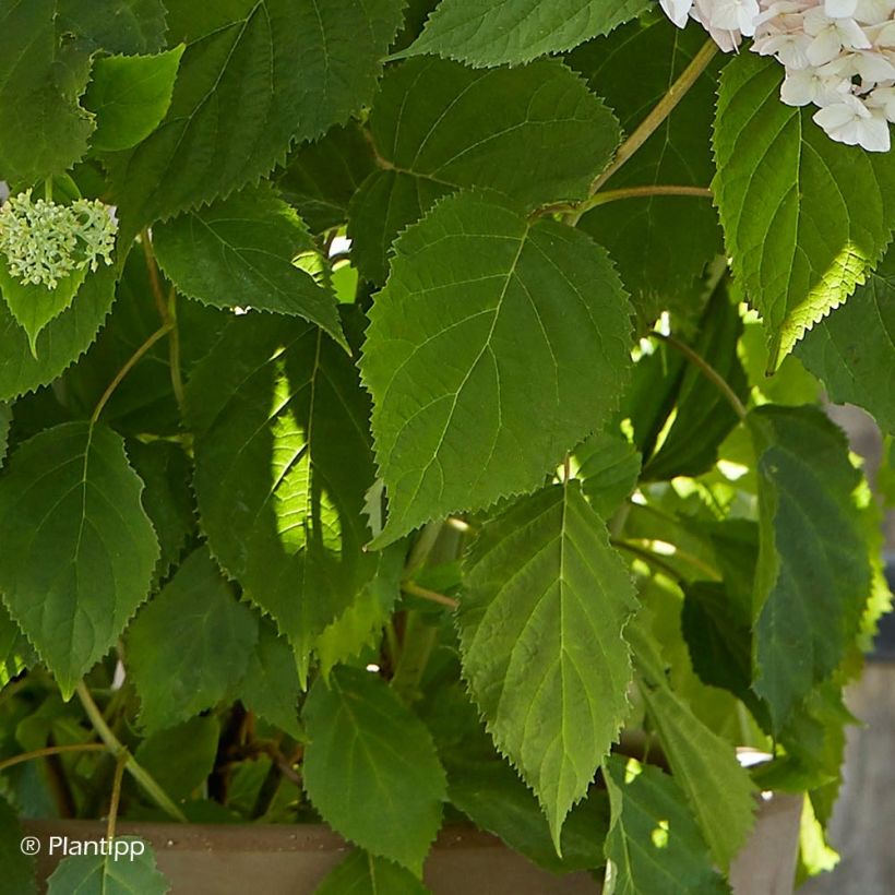 Hydrangea arborescens Candybelle Marshmallow (Foliage)