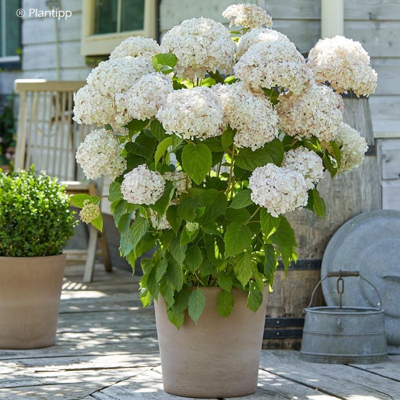 Hydrangea arborescens Candybelle Marshmallow (Plant habit)