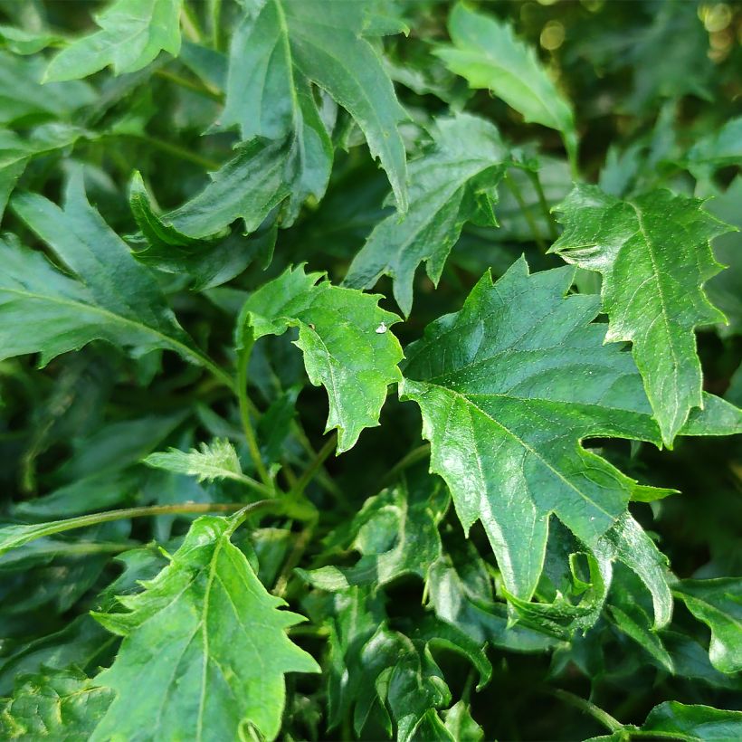 Hydrangea arborescens Emerald lace (Foliage)