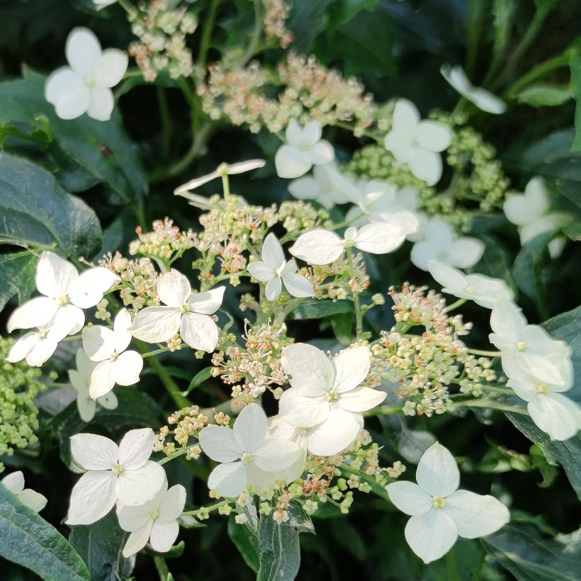 Hydrangea arborescens Emerald lace (Flowering)