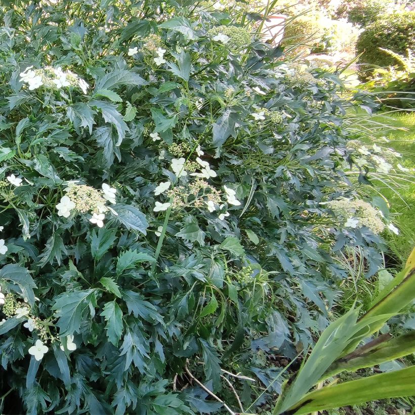 Hydrangea arborescens Emerald lace (Plant habit)