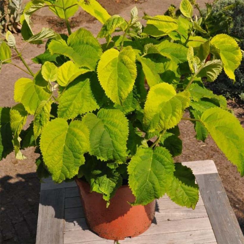 Hydrangea arborescens Golden Annabelle (Plant habit)