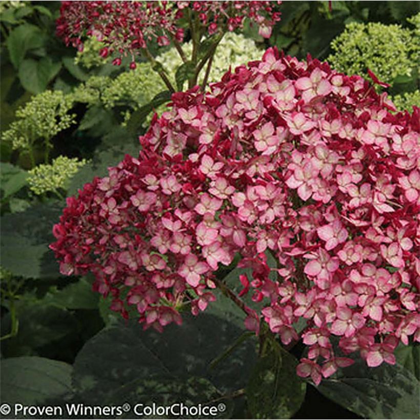 Hydrangea arborescens Ruby Annabelle (Flowering)