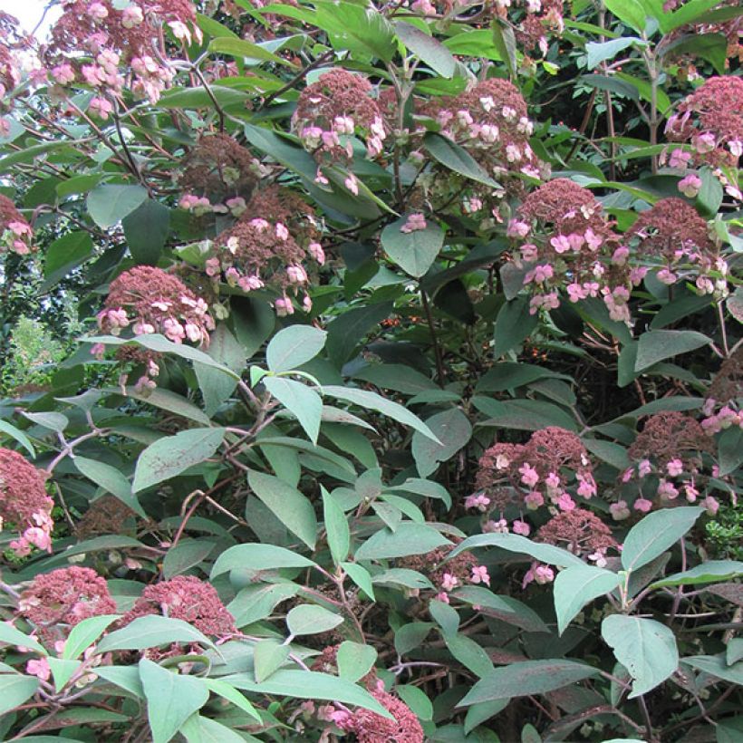 Hydrangea aspera Anthony Bullivant (Flowering)