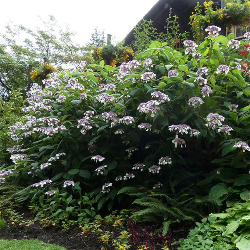 Hydrangea aspera Anthony Bullivant (Plant habit)