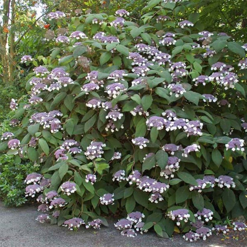 Hydrangea aspera Bellevue (Flowering)