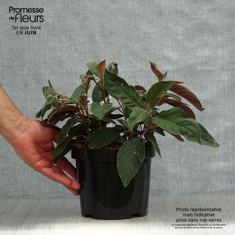 Hydrangea aspera Hot Chocolate 3L/4L pot sample as delivered in summer