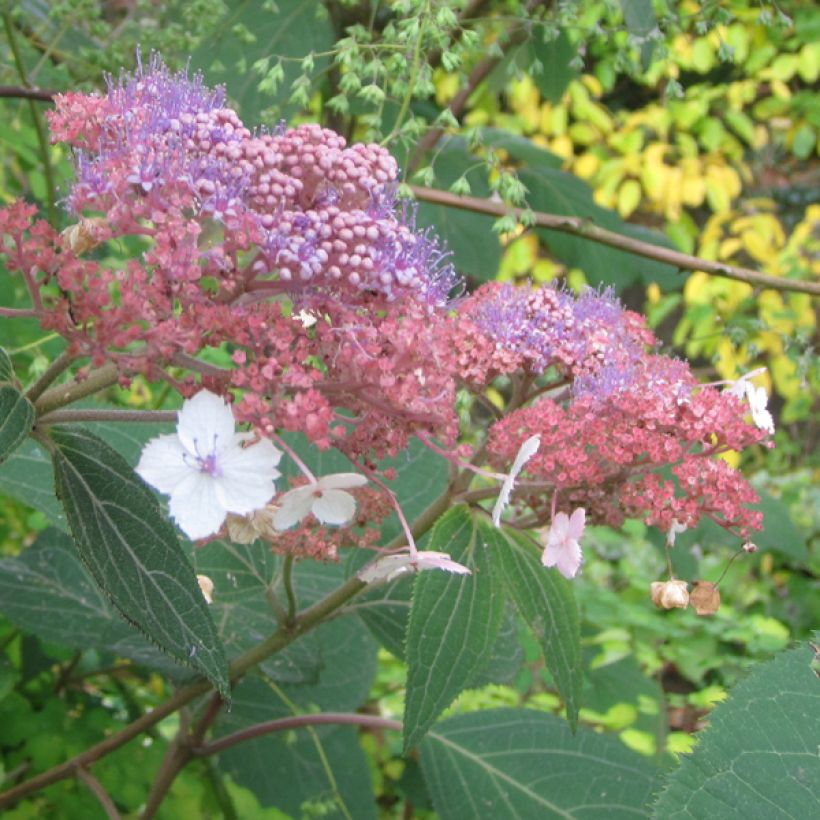 Hydrangea aspera Kawakami (Flowering)