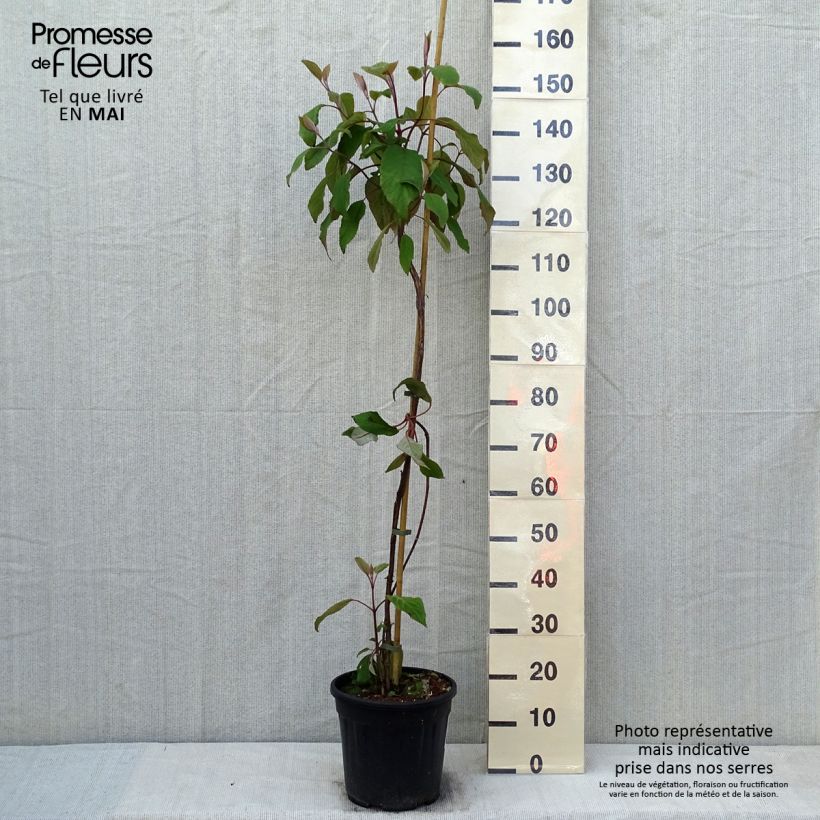 Hydrangea aspera Kawakami 7.5L/10L pot sample as delivered in spring