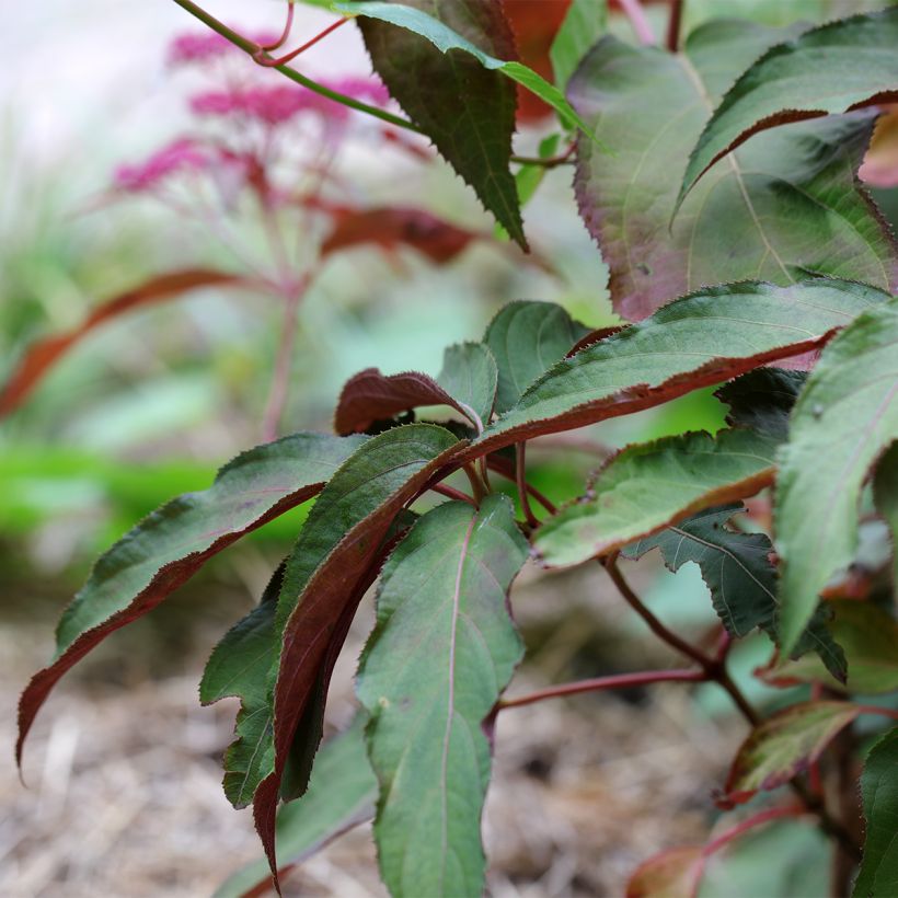Hydrangea aspera Rosemary Foster (Foliage)