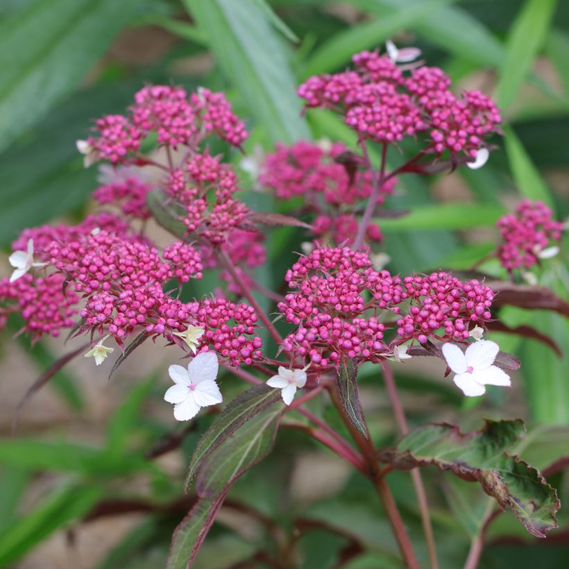 Hydrangea aspera Rosemary Foster (Flowering)