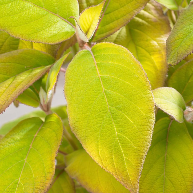 Hydrangea aspera subsp. sargentiana Goldrush (Foliage)