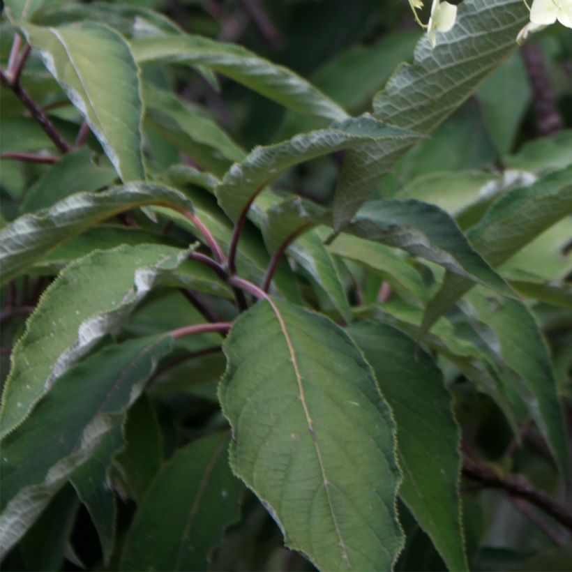 Hydrangea heteromalla Bretschneideri (Foliage)