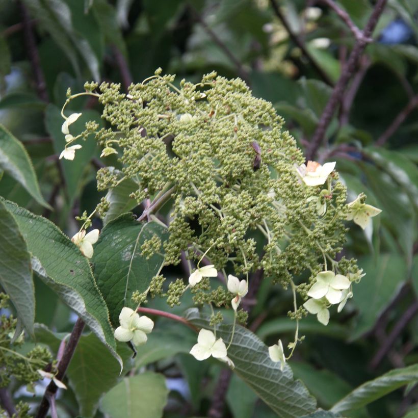 Hydrangea heteromalla Bretschneideri (Flowering)