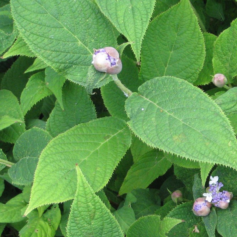 Hydrangea involucrata - Bracted Hydrangea (Foliage)