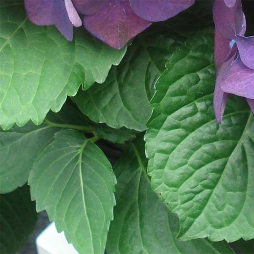 Hydrangea macrophylla Deep Purple Dance (Foliage)