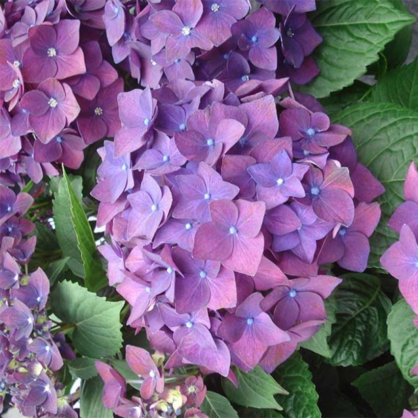 Hydrangea macrophylla Deep Purple Dance (Flowering)