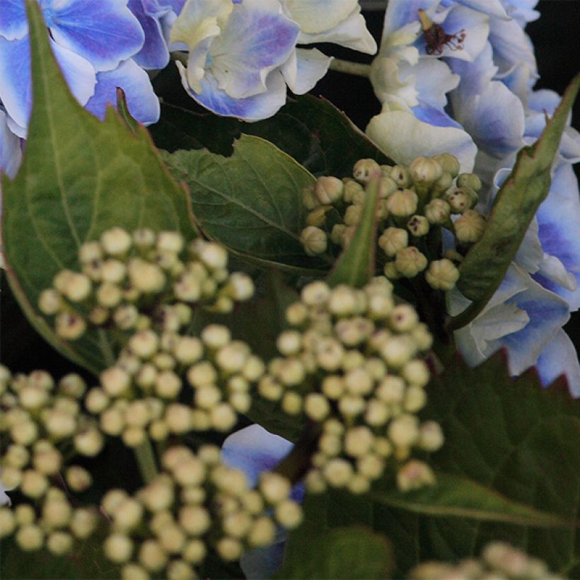 Hydrangea macrophylla Lady Fujiyo (Foliage)