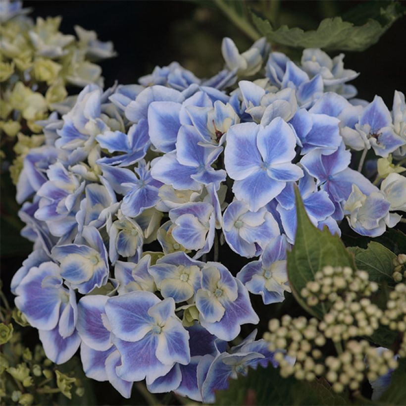 Hydrangea macrophylla Lady Fujiyo (Flowering)