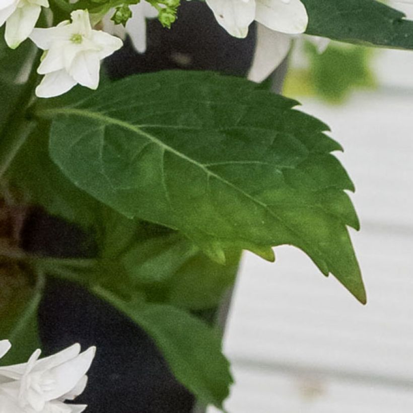 Hydrangea macrophylla 'Shooting Star' (Foliage)