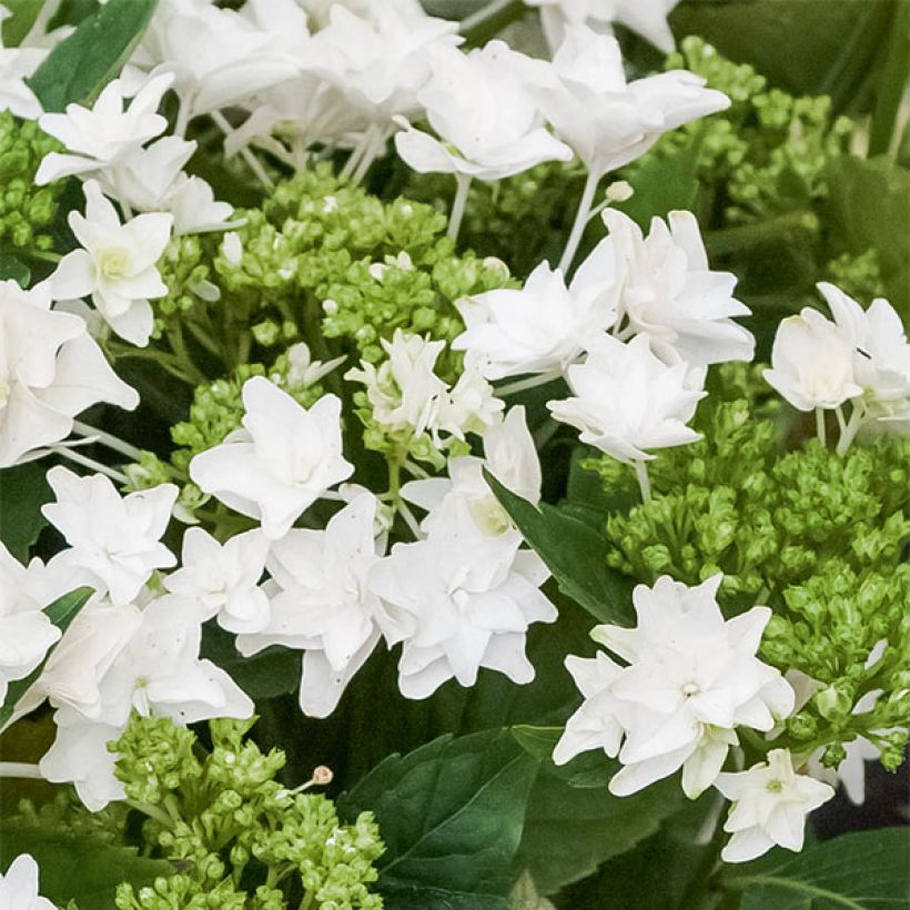 Hydrangea macrophylla 'Shooting Star' (Flowering)