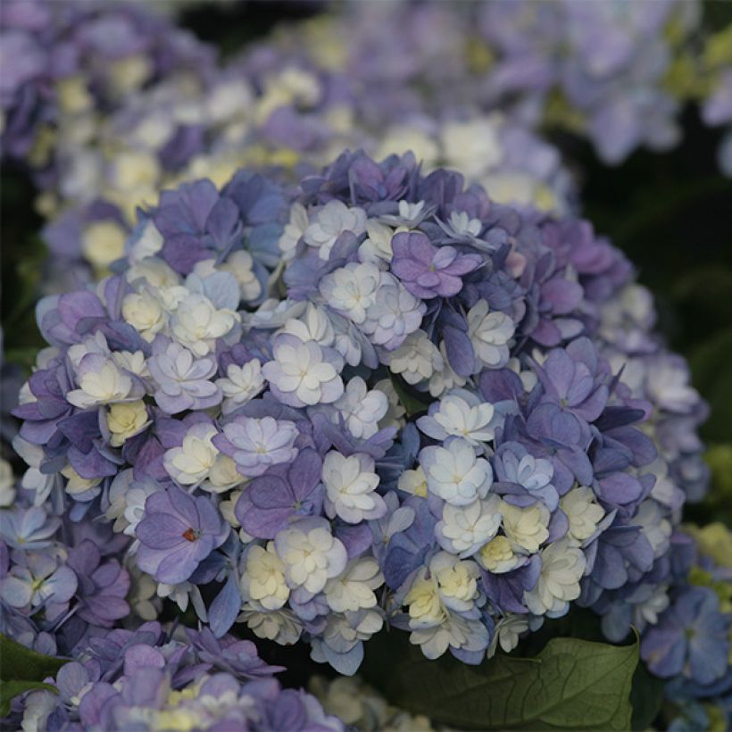 Hydrangea macrophylla Tea Time Together (Flowering)