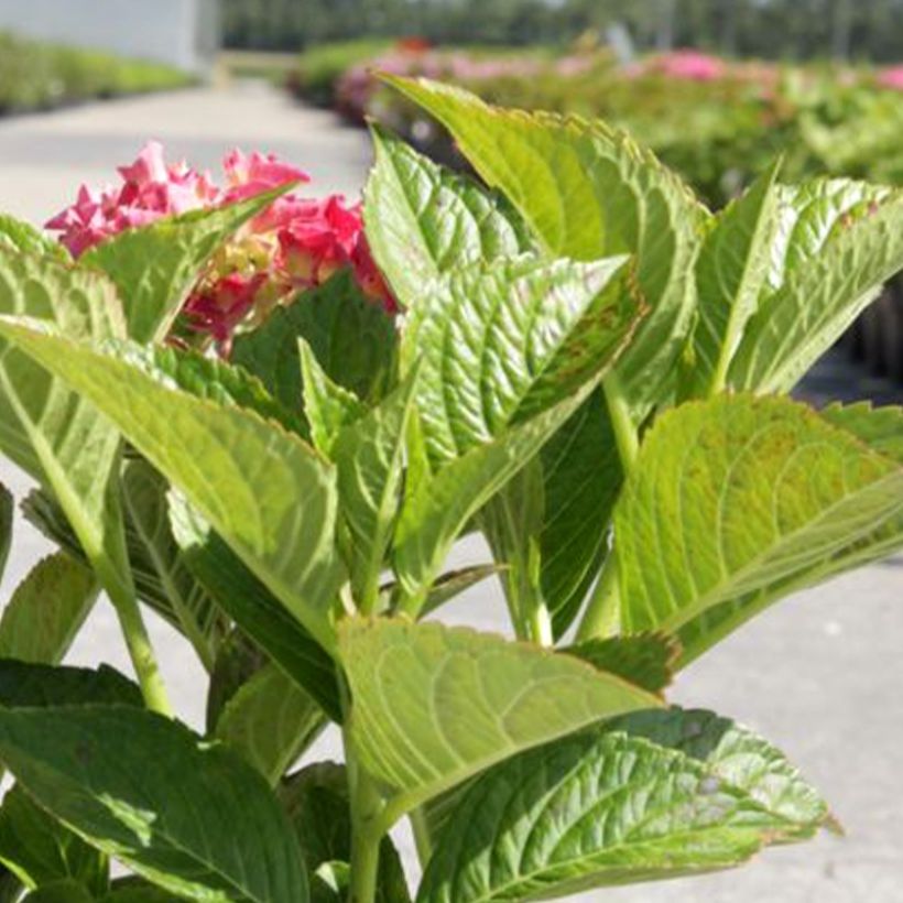 Hydrangea macrophylla Alpenglühen (Foliage)