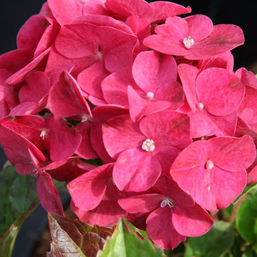 Hydrangea macrophylla Alpenglühen (Flowering)