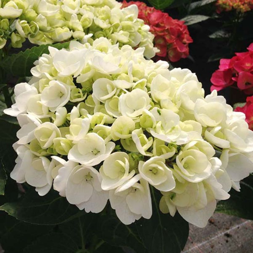 Hydrangea macrophylla Angélique (Flowering)