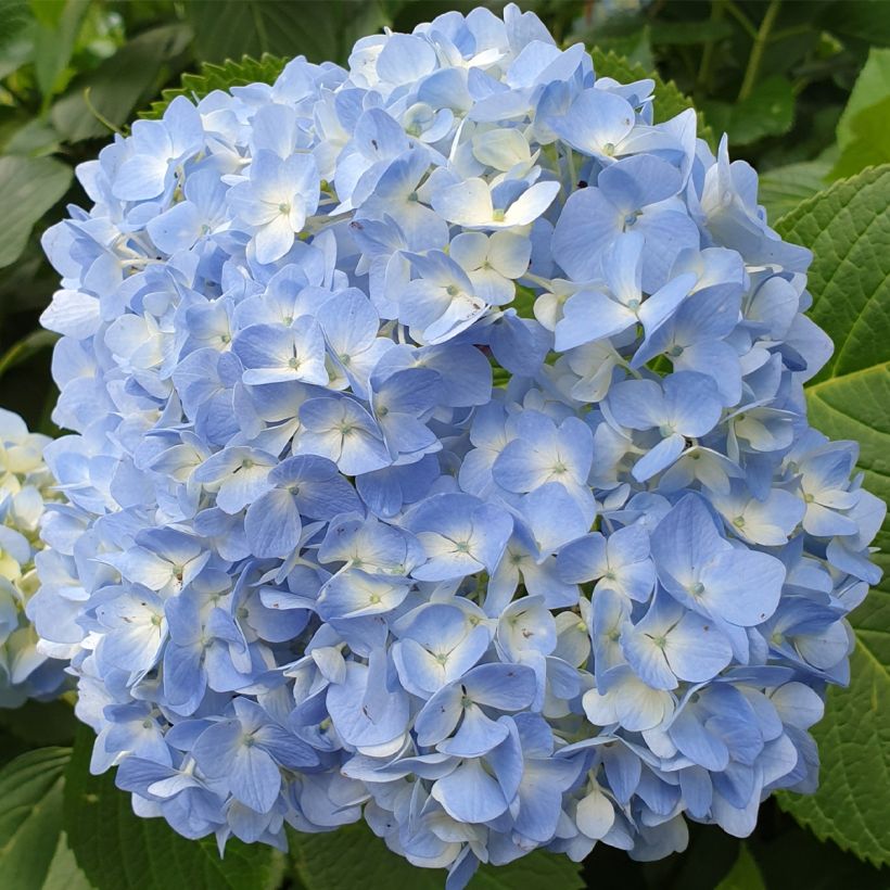 Hydrangea macrophylla Ankong (Flowering)