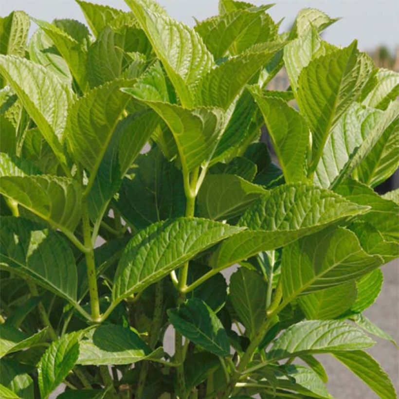 Hydrangea macrophylla Belle Séduction (Foliage)