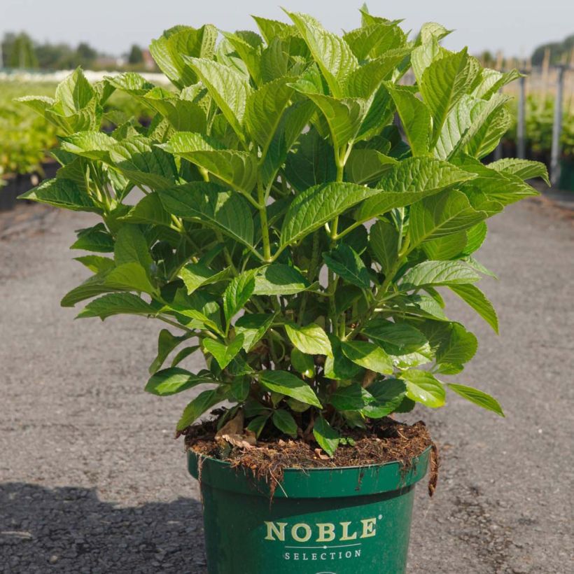 Hydrangea macrophylla Belle Séduction (Plant habit)