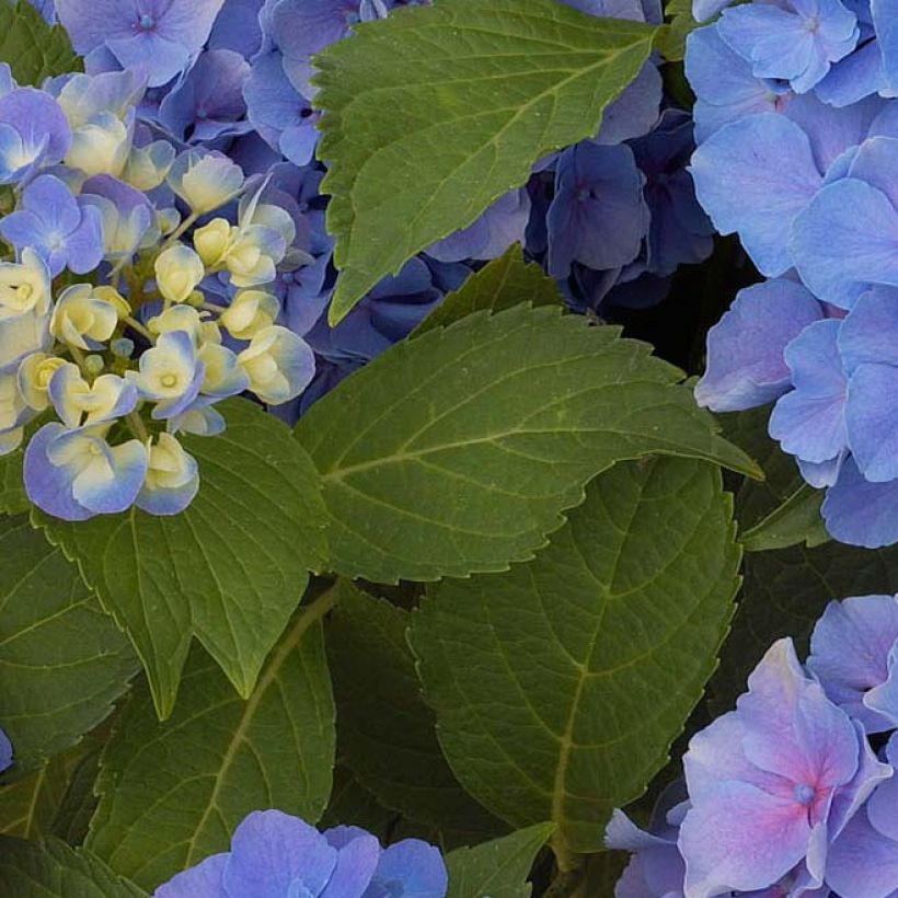 Hydrangea macrophylla Benelux (blue) (Foliage)