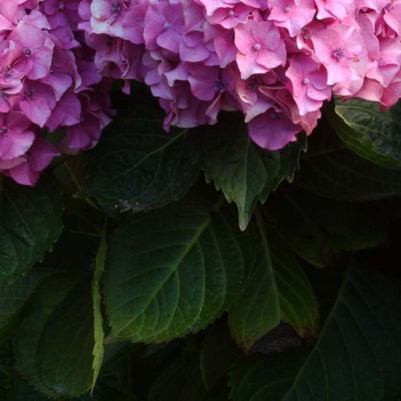 Hydrangea macrophylla Benelux (pink) (Foliage)