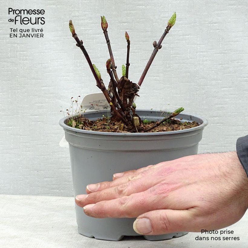 Hydrangea macrophylla Black Steel Zebra 2L/3L pot sample as delivered in winter