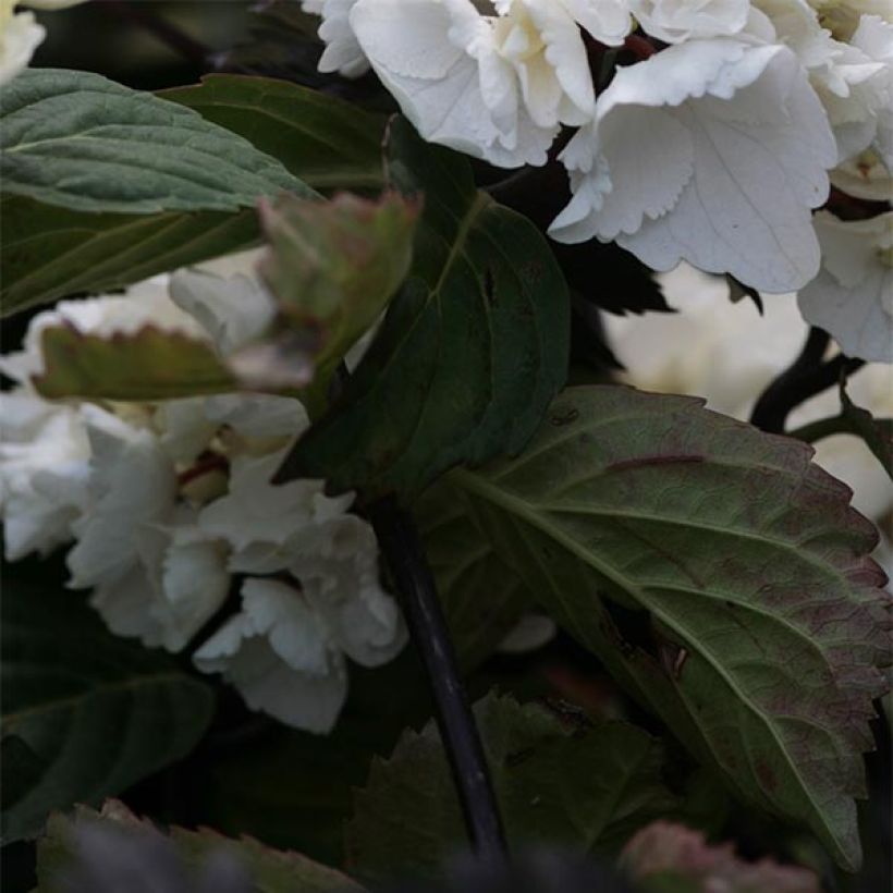 Hydrangea macrophylla Black Steel Zebra (Foliage)