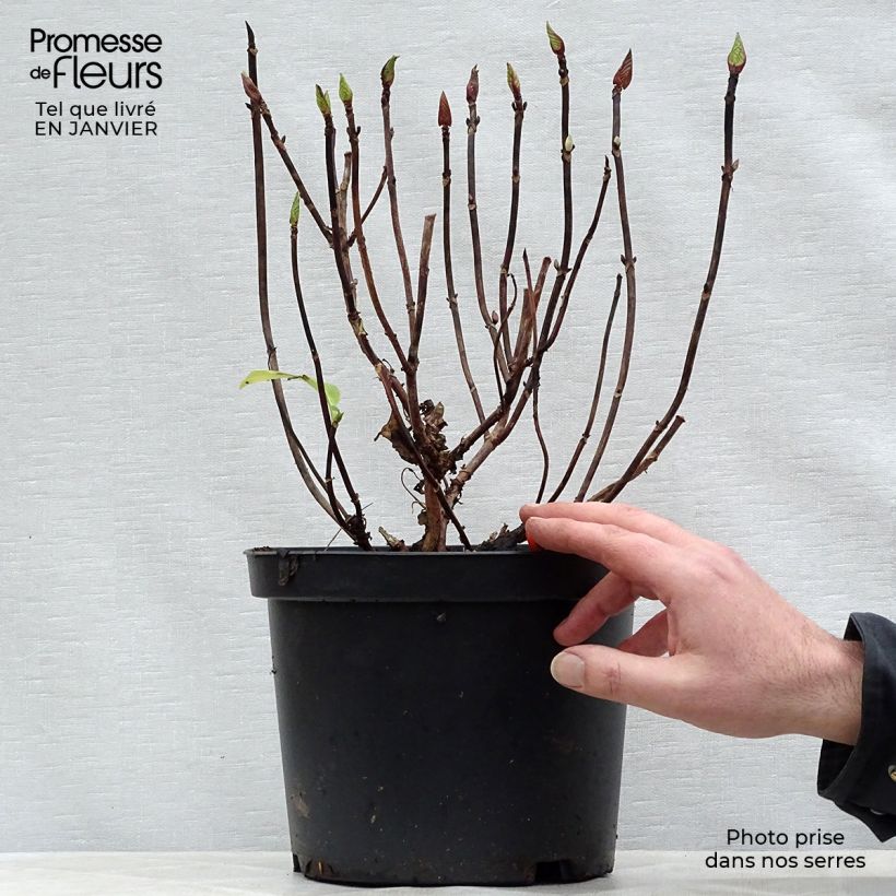 Hydrangea macrophylla Black Steel Zebra 4L/5L pot sample as delivered in winter