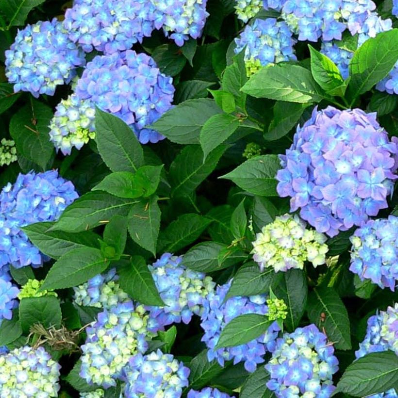 Hydrangea macrophylla Blauer Prinz (Foliage)