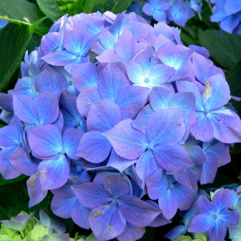 Hydrangea macrophylla Blauer Prinz (Flowering)